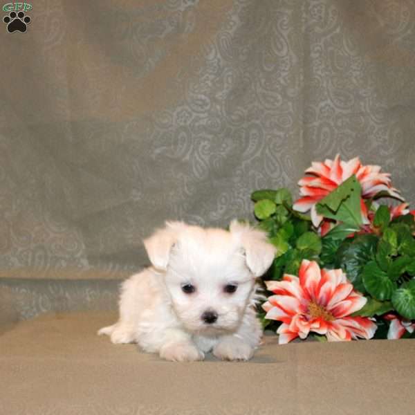 Calvin, Maltese Puppy